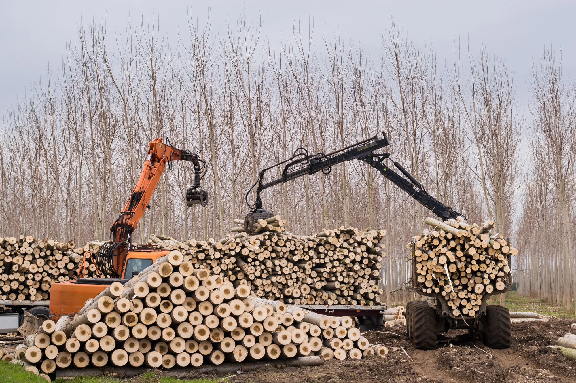 Forestry equipment processing timber at an active logging operation